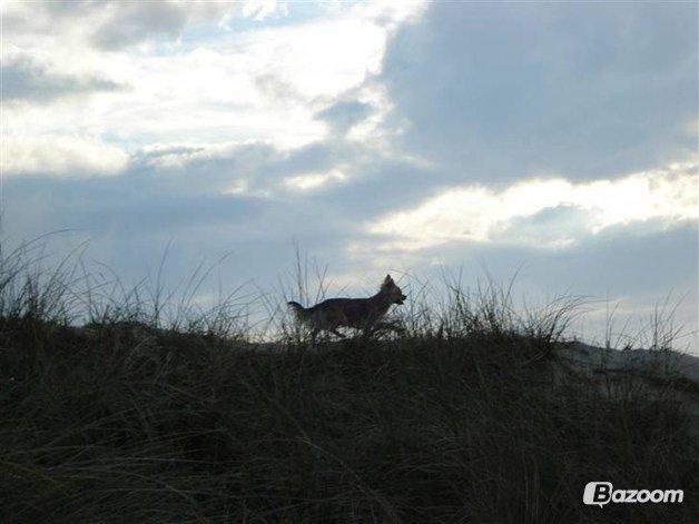 Chihuahua Mercedes billede 4