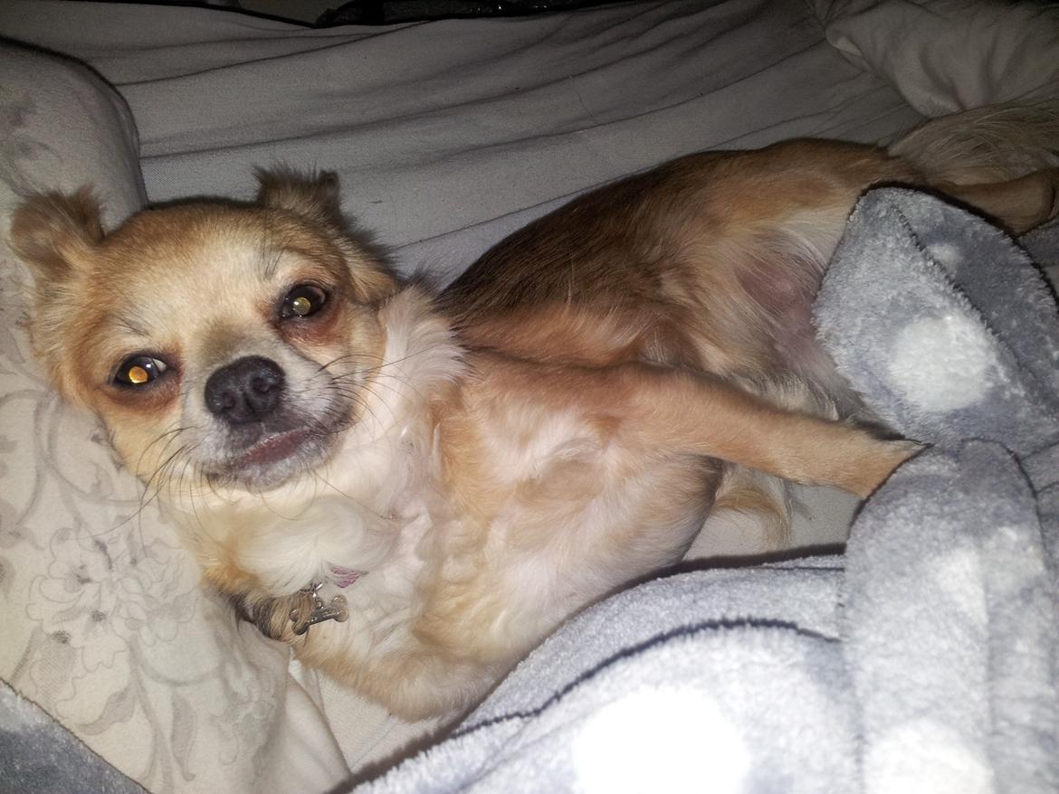 Chihuahua Mercedes billede 5