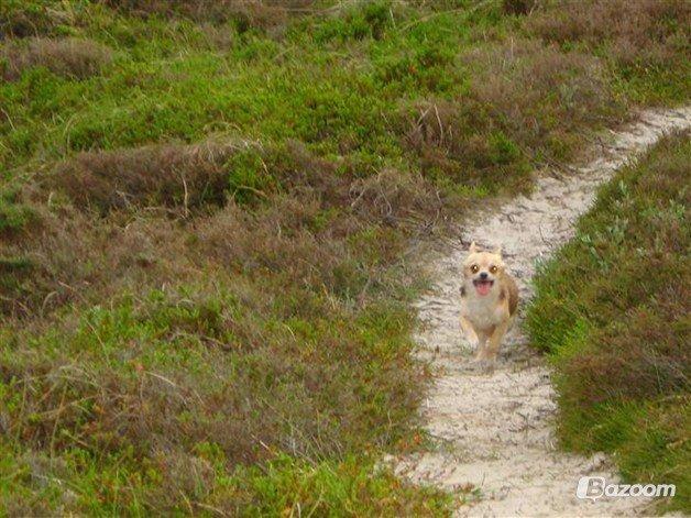 Chihuahua Mercedes billede 6