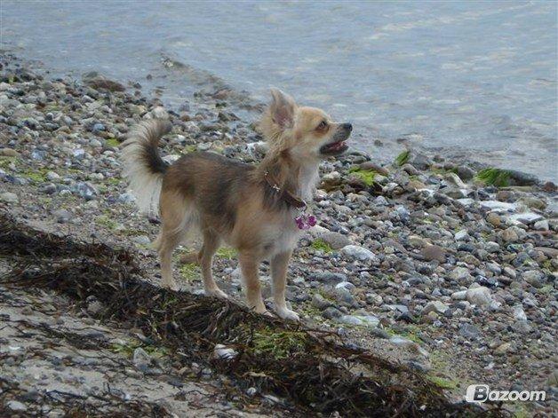 Chihuahua Mercedes billede 7