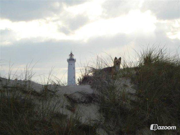 Chihuahua Mercedes billede 8