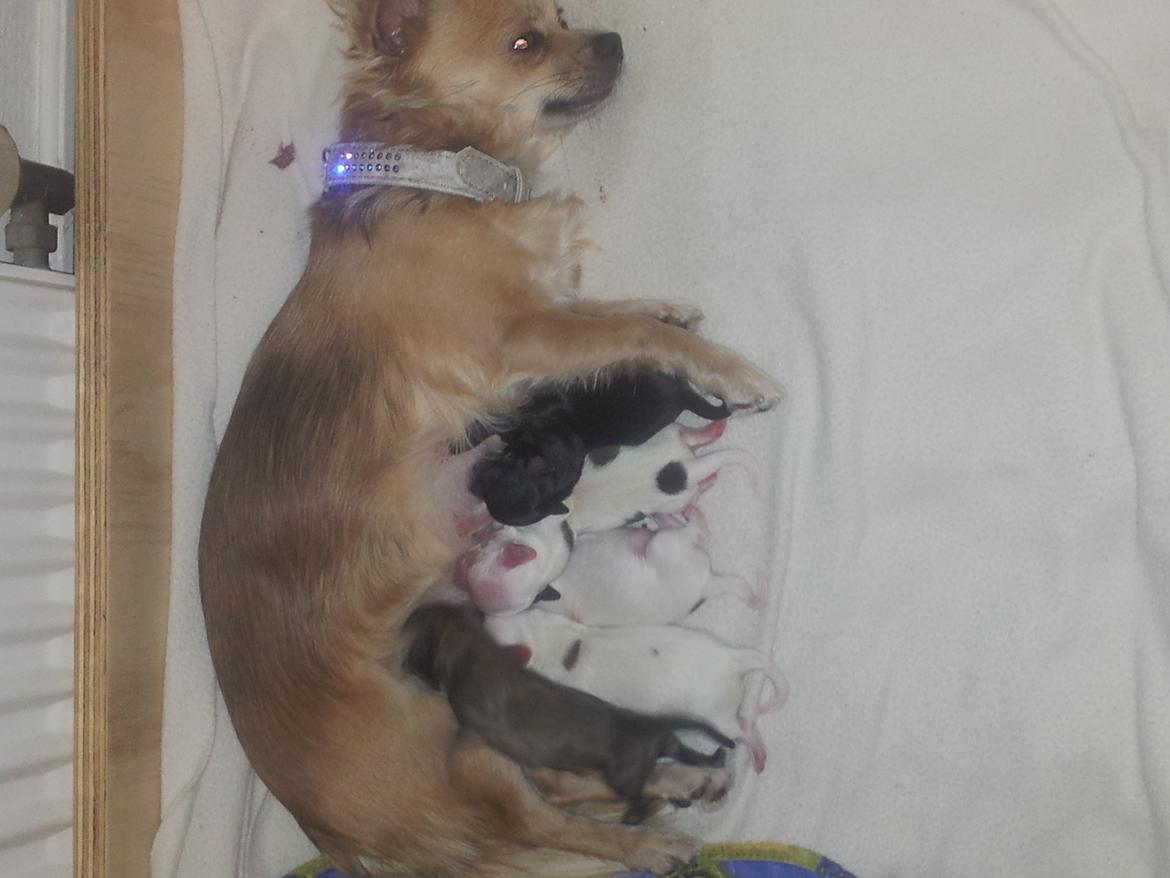 Chihuahua Mercedes billede 9