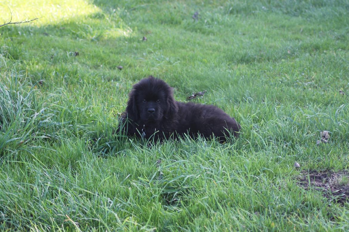 Newfoundlænder Believe I Can Fly - Balto billede 2