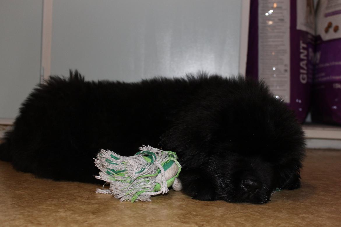 Newfoundlænder Believe I Can Fly - Balto billede 3