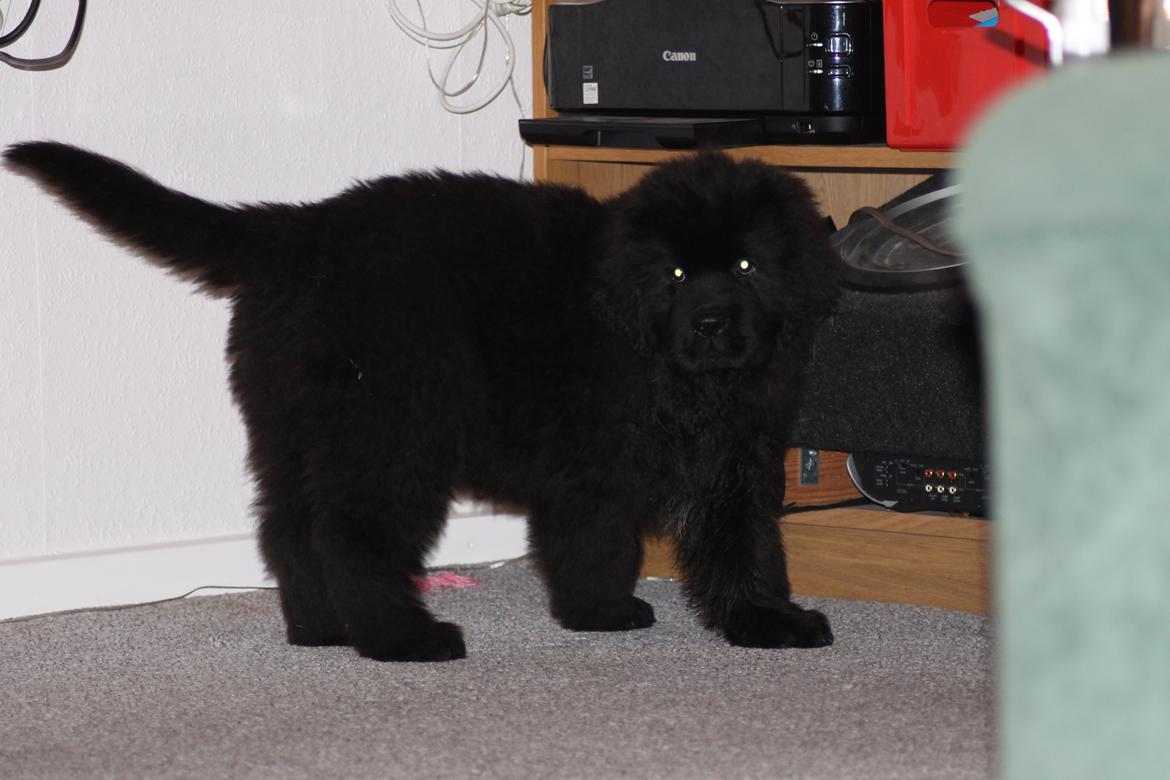 Newfoundlænder Believe I Can Fly - Balto billede 4