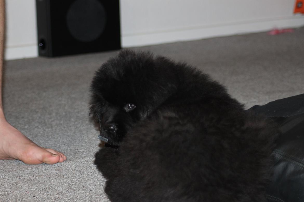 Newfoundlænder Believe I Can Fly - Balto billede 5