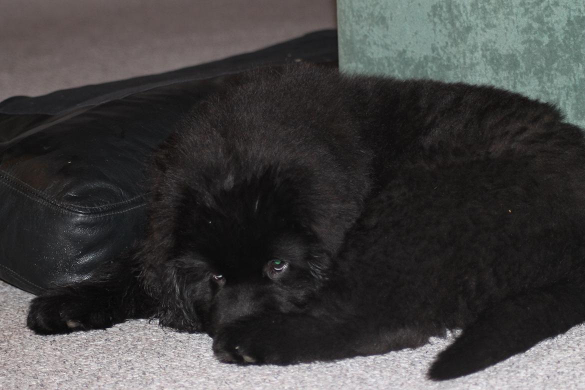 Newfoundlænder Believe I Can Fly - Balto billede 6