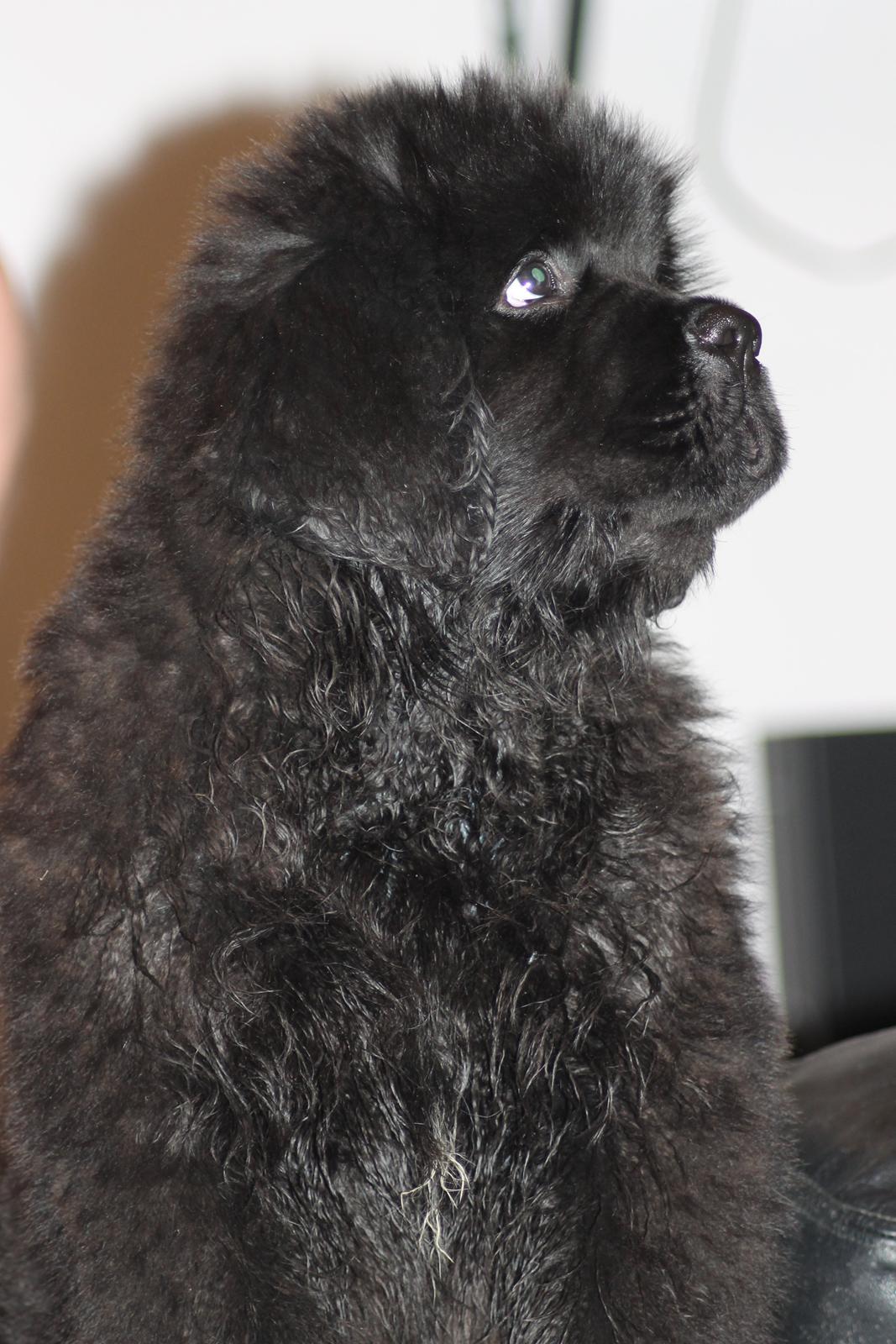 Newfoundlænder Believe I Can Fly - Balto billede 7