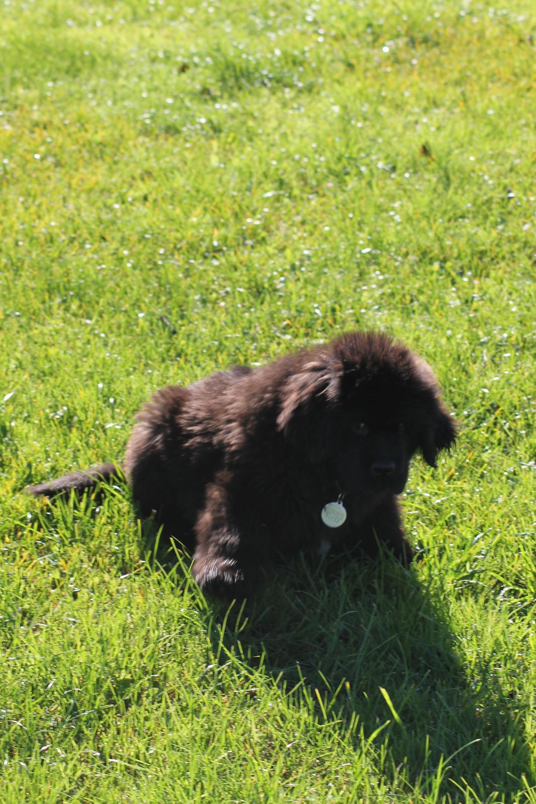 Newfoundlænder Believe I Can Fly - Balto billede 8