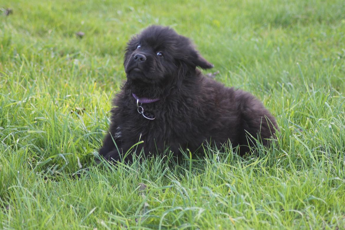 Newfoundlænder Believe I Can Fly - Balto billede 9