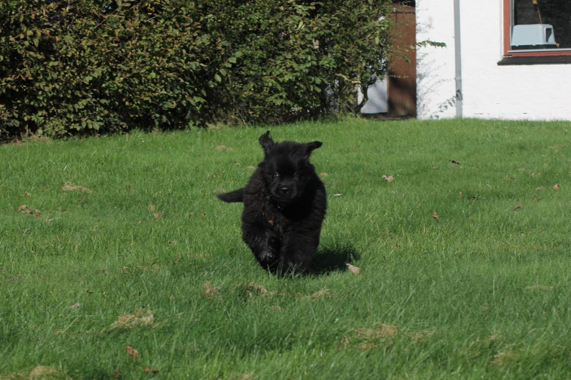 Newfoundlænder Believe I Can Fly - Balto billede 10