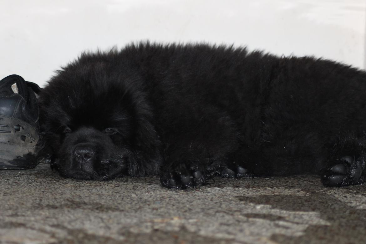 Newfoundlænder Believe I Can Fly - Balto billede 11