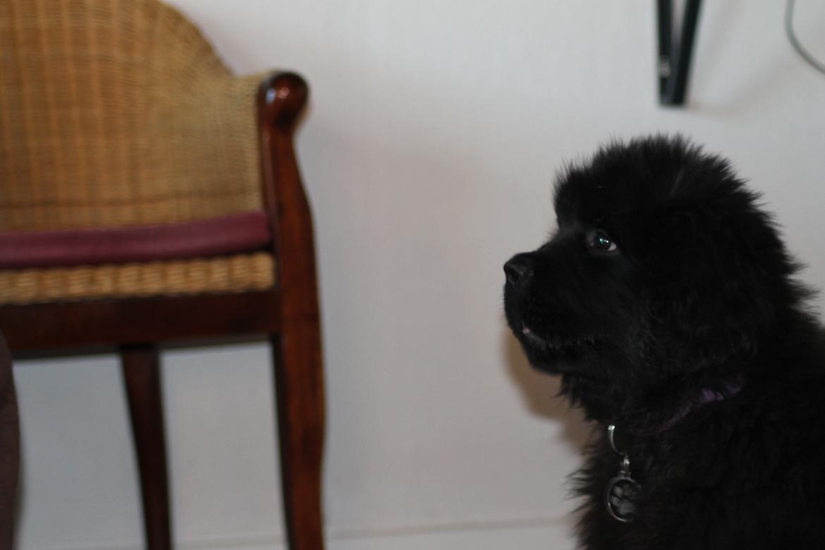 Newfoundlænder Believe I Can Fly - Balto billede 12