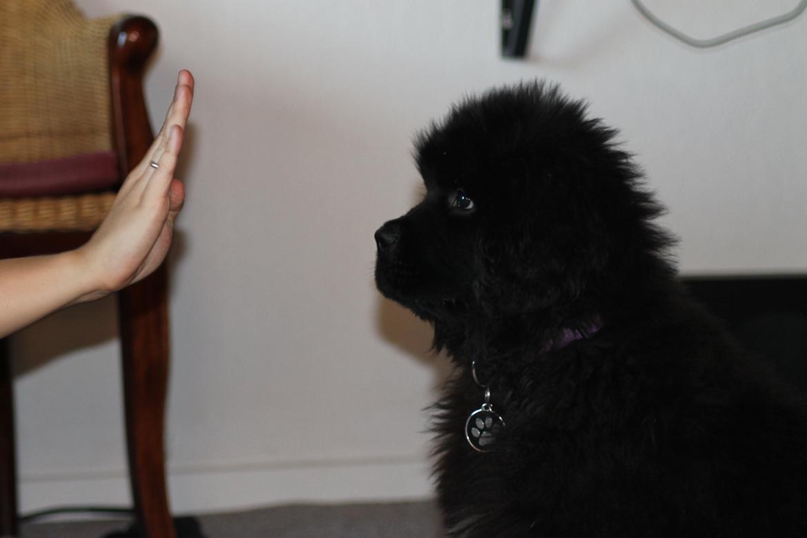 Newfoundlænder Believe I Can Fly - Balto billede 13