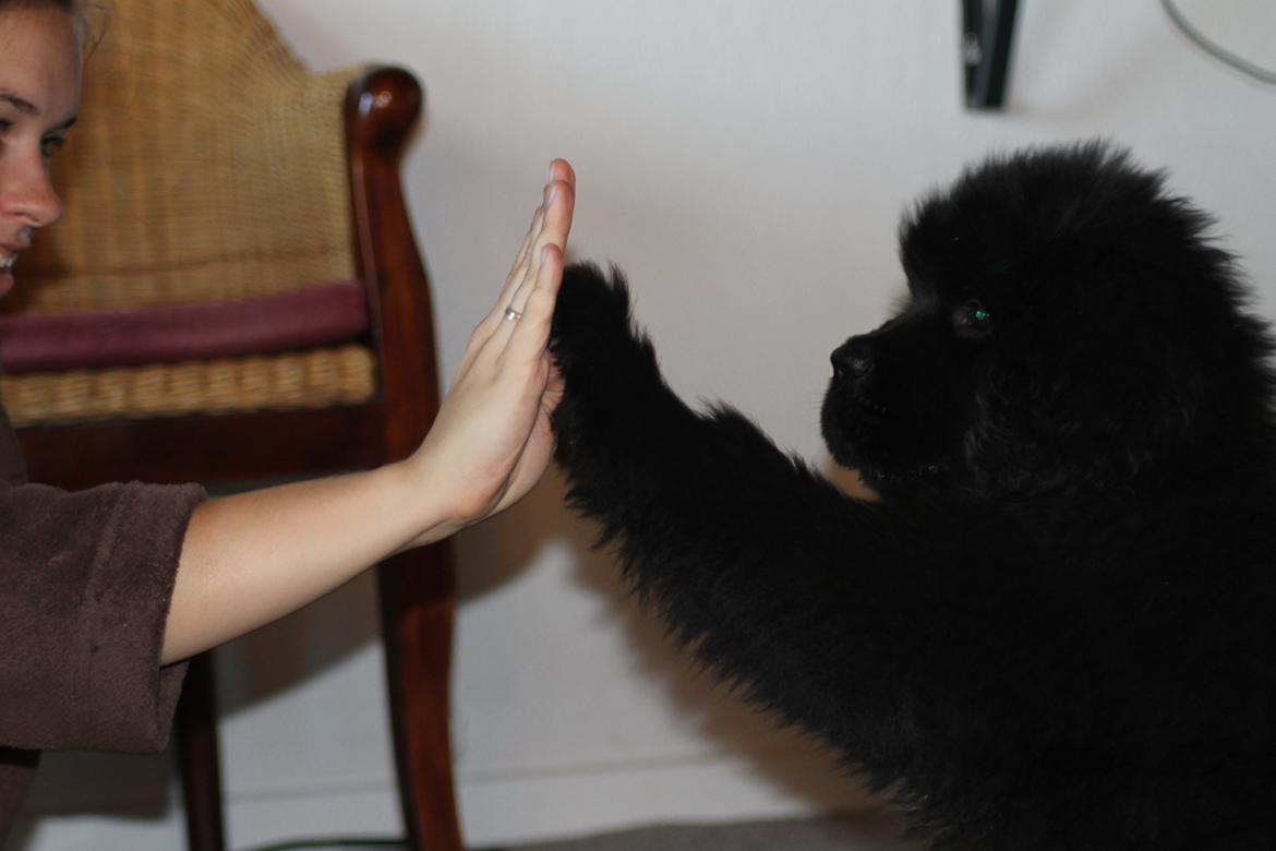 Newfoundlænder Believe I Can Fly - Balto billede 14