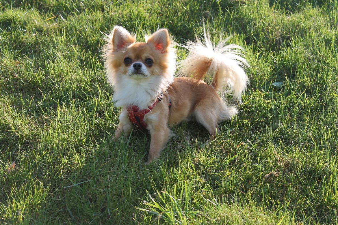 Chihuahua Valentino - Frederiksberg Have billede 5