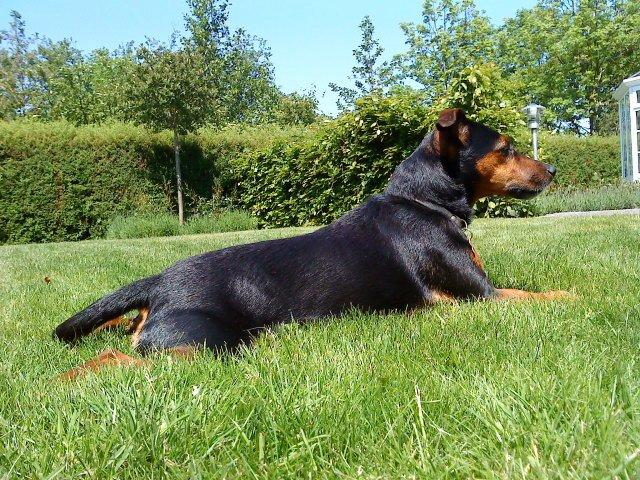 Blanding af racer Speedy billede 6