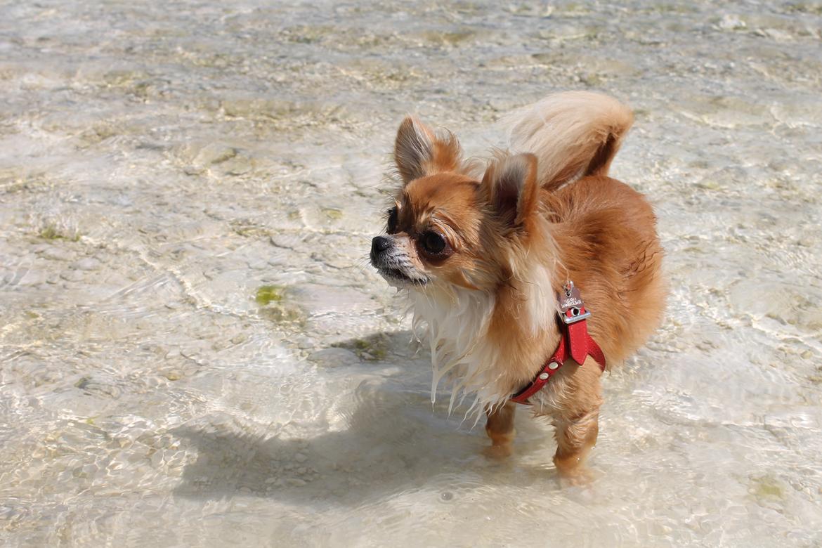 Chihuahua Valentino - En anelse våd i Faxe Kalkbrud billede 6