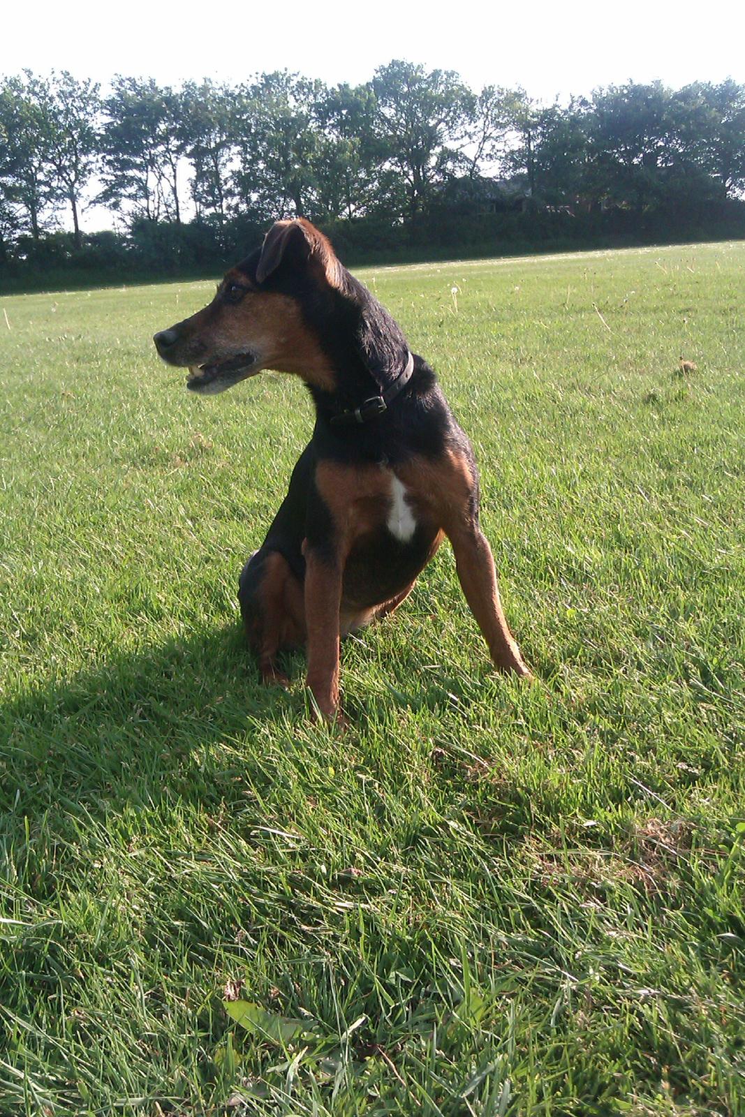 Blanding af racer Speedy billede 7