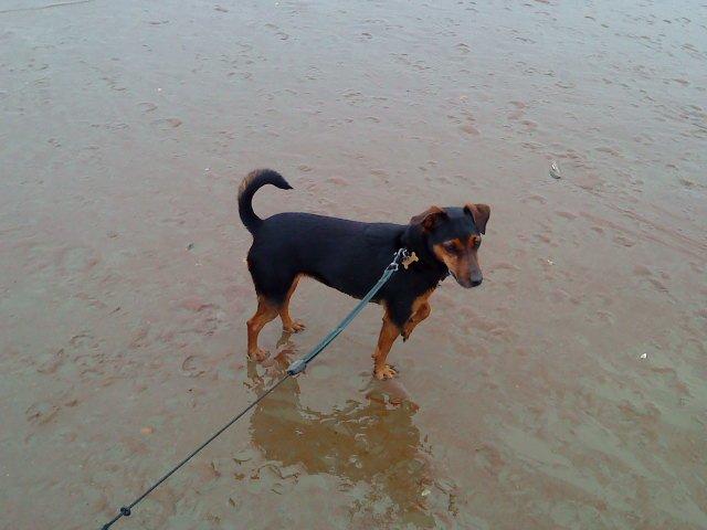 Blanding af racer Speedy billede 8