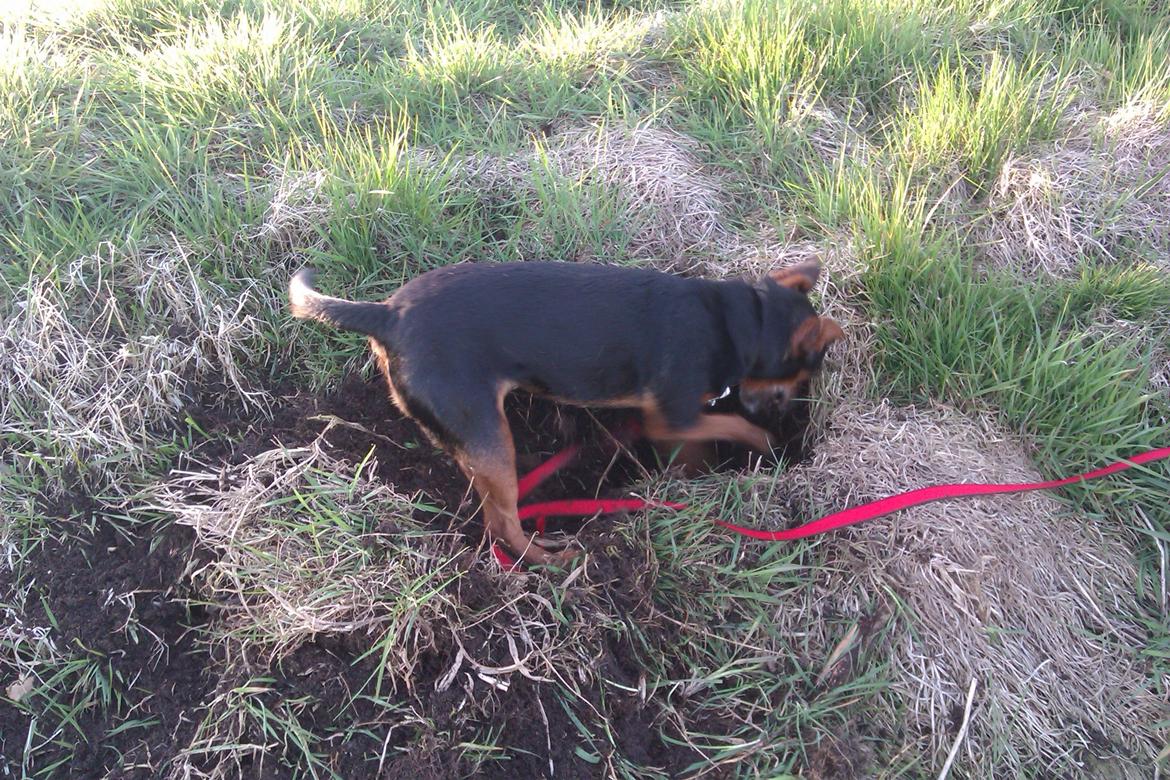 Blanding af racer Speedy billede 9