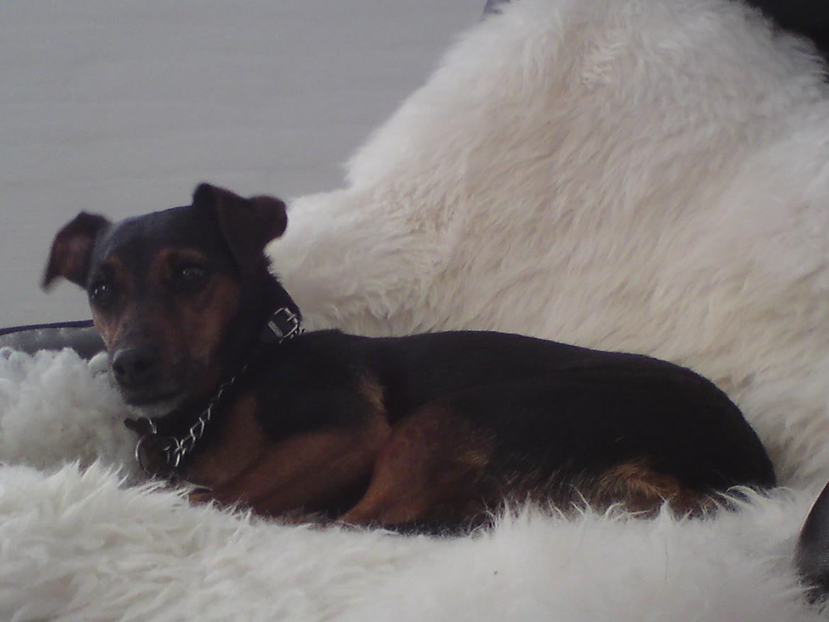 Blanding af racer Speedy billede 10