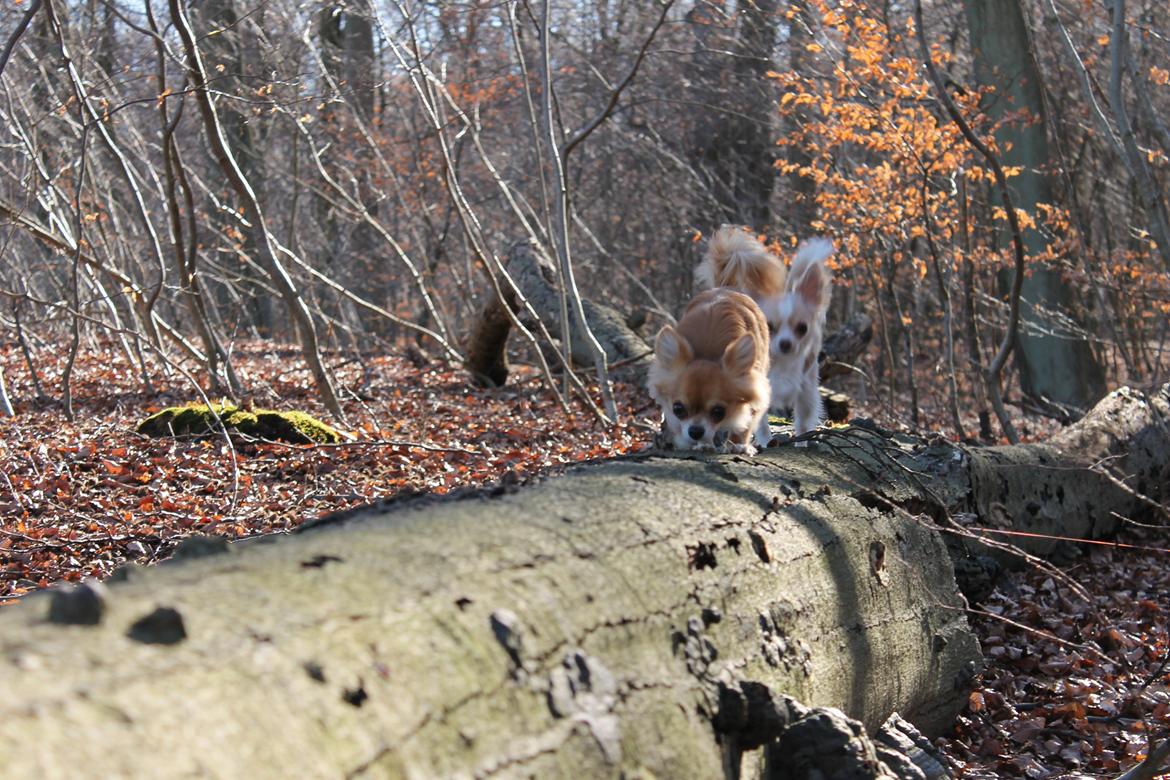 Chihuahua Valentino - Skovtur ved Furesøen billede 8