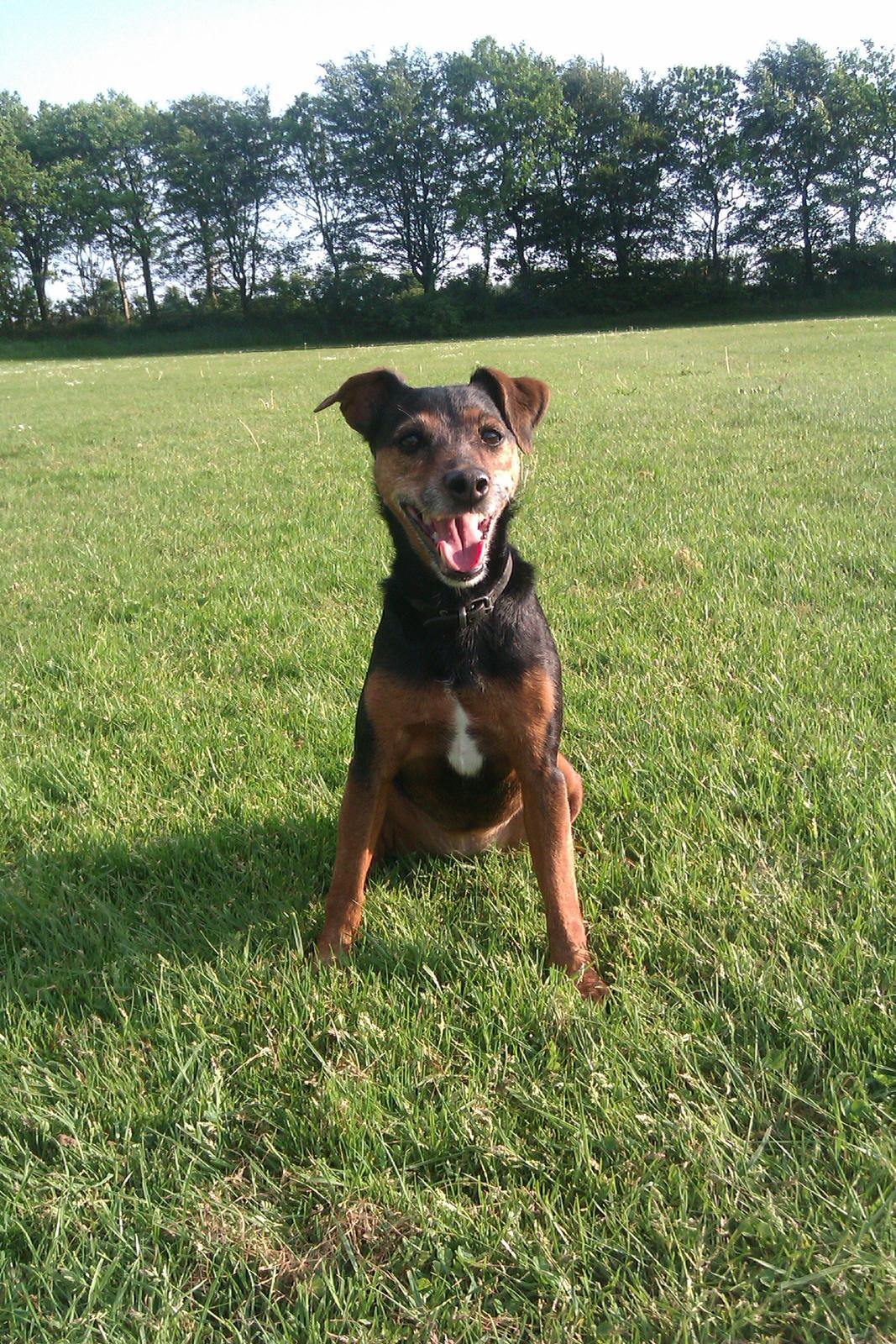 Blanding af racer Speedy billede 11