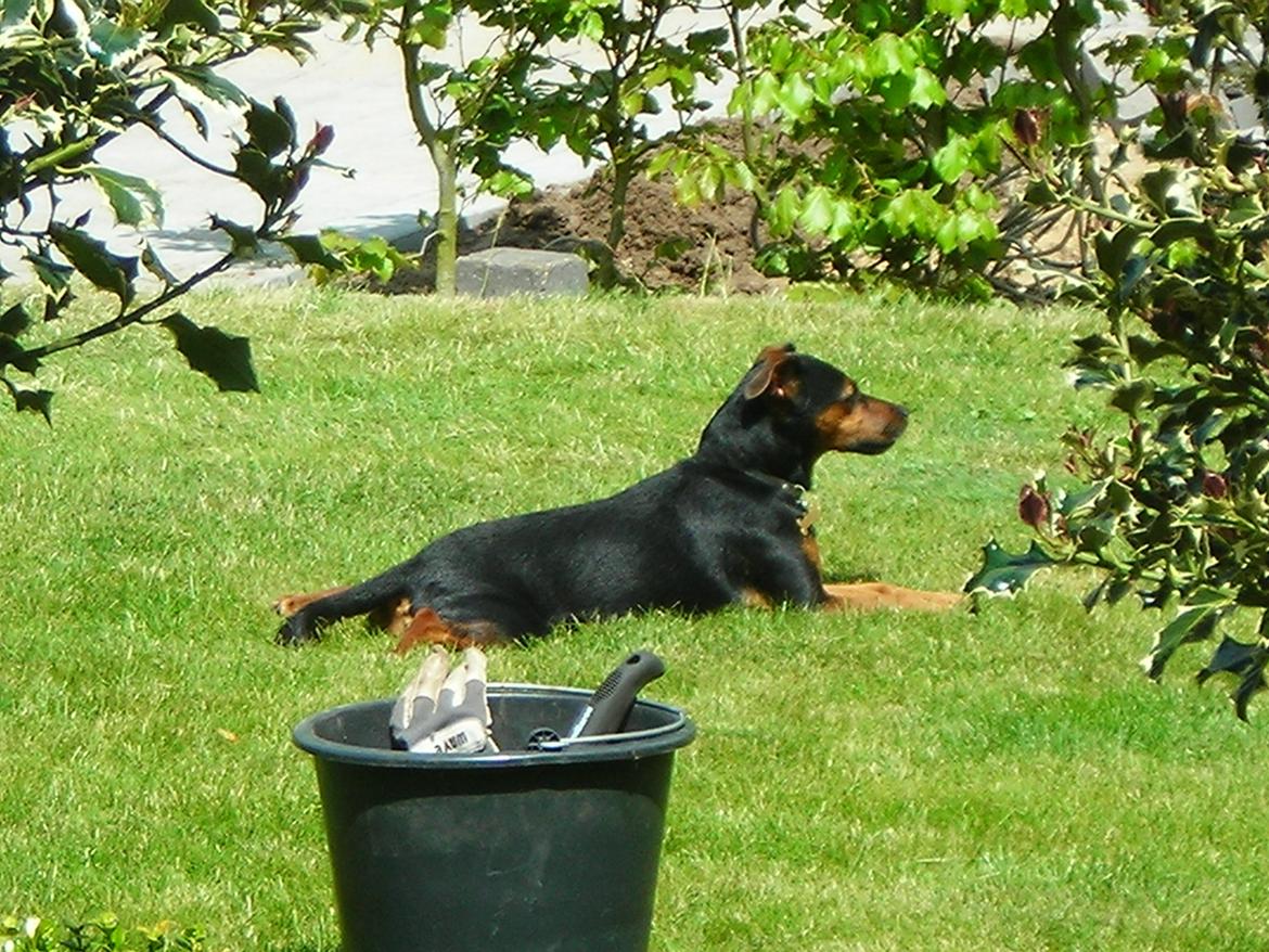 Blanding af racer Speedy billede 12