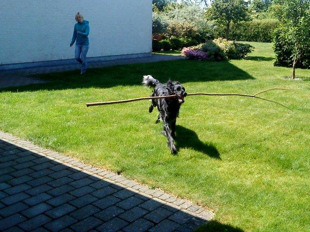 Grosser Münsterländer Chili.. Hvil i fred min pige. billede 9