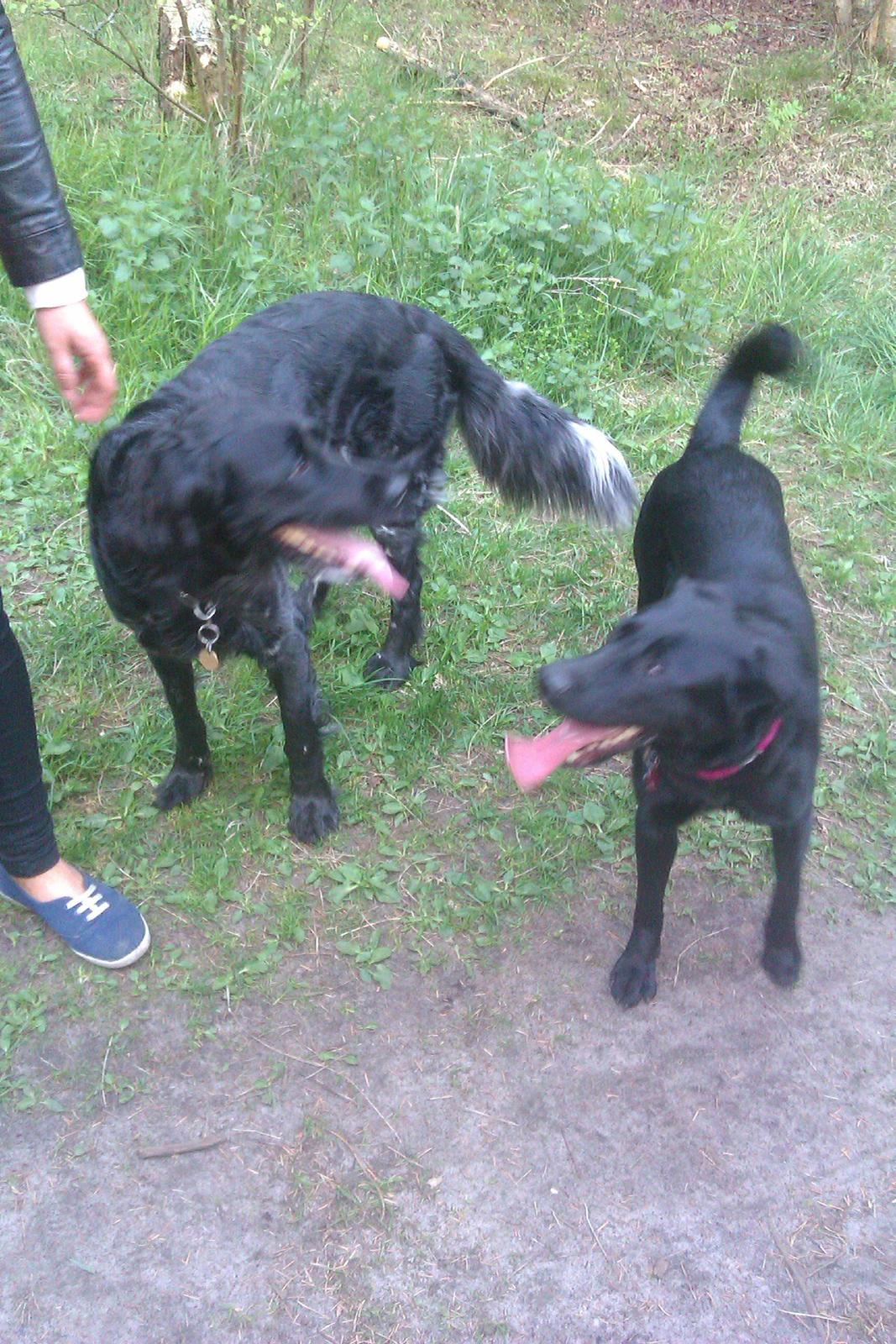 Grosser Münsterländer Chili.. Hvil i fred min pige. billede 10