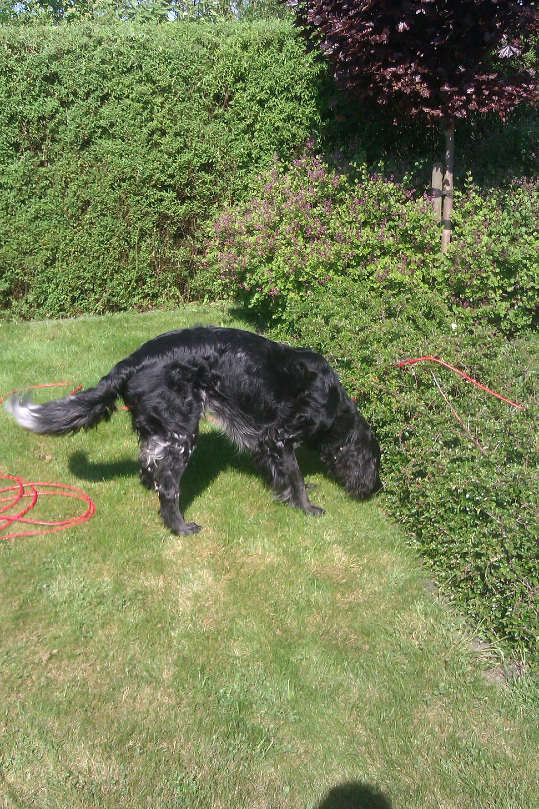 Grosser Münsterländer Chili.. Hvil i fred min pige. billede 11