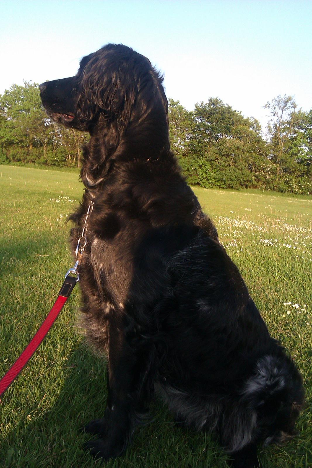 Grosser Münsterländer Chili.. Hvil i fred min pige. billede 12