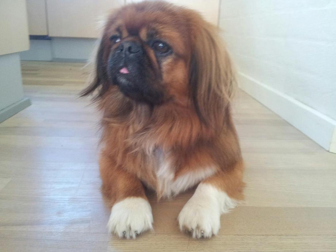 Pekingeser Charlie billede 1
