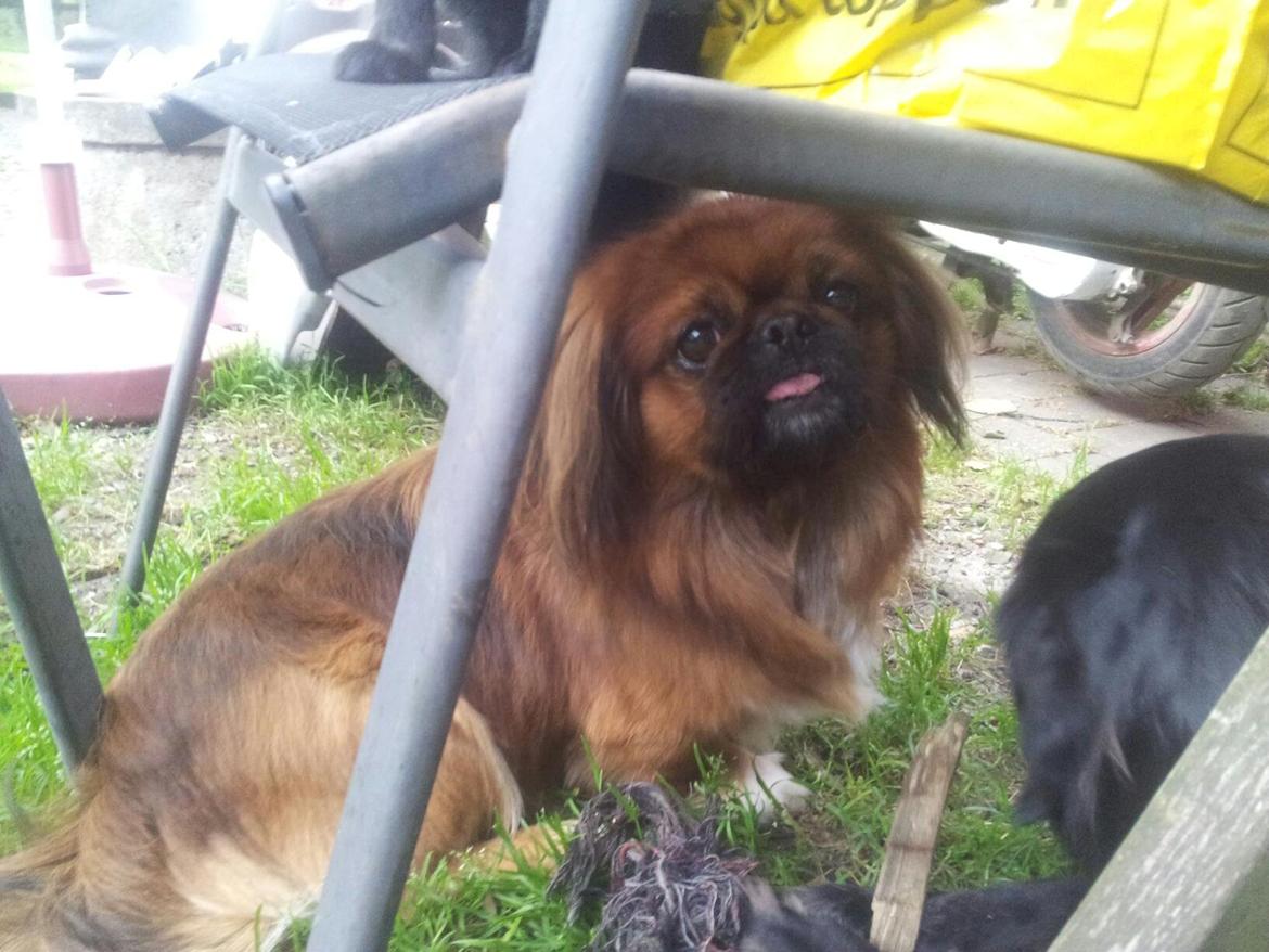 Pekingeser Charlie billede 2