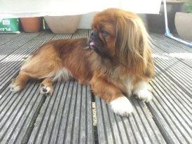 Pekingeser Charlie billede 3