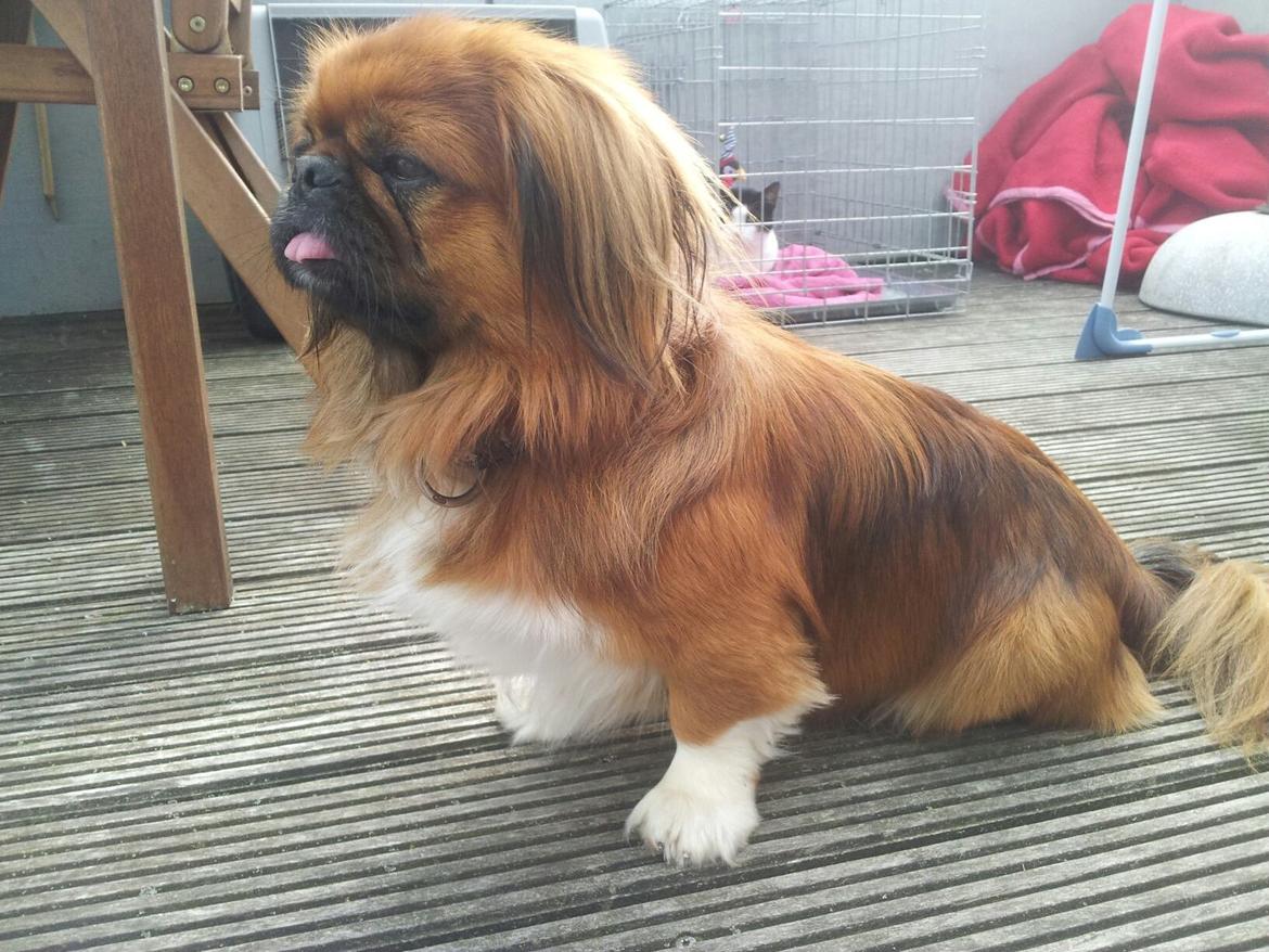 Pekingeser Charlie billede 4