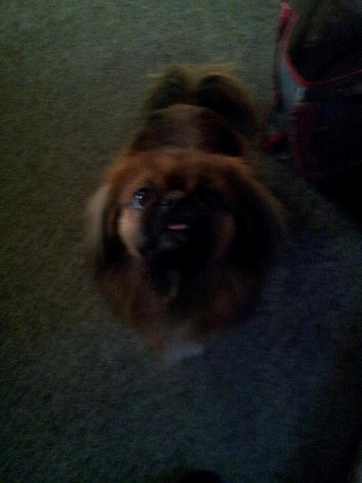 Pekingeser Charlie billede 5