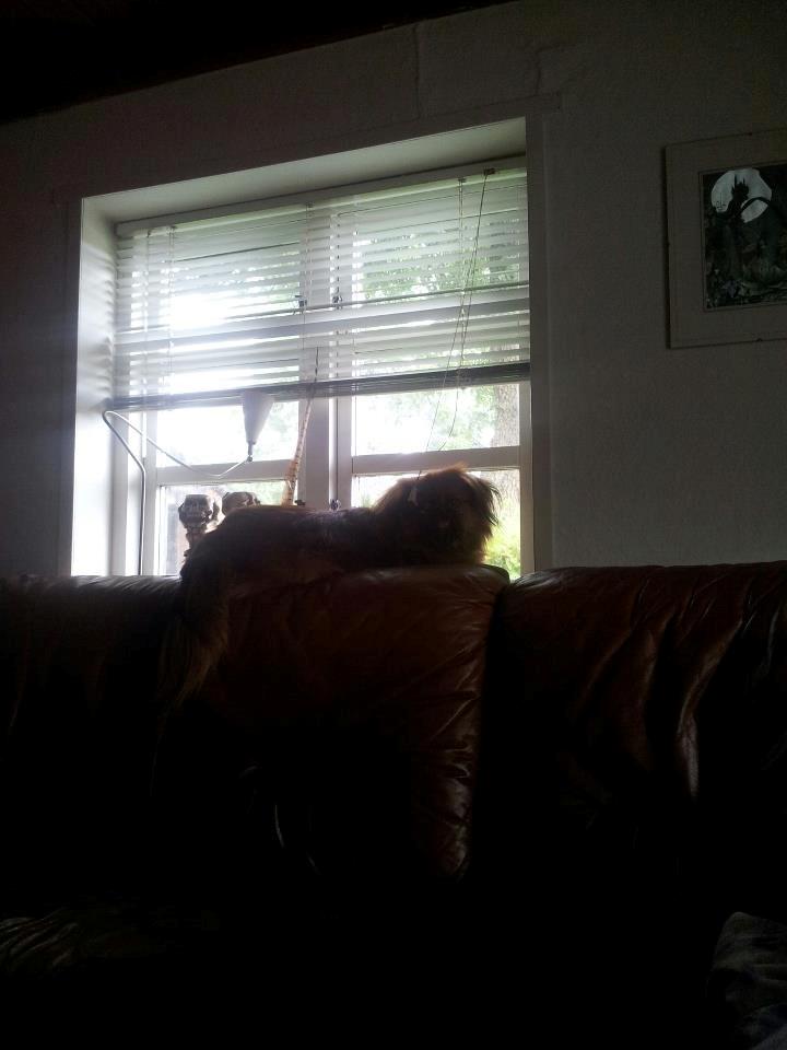 Pekingeser Charlie billede 6