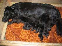 Flat coated retriever CHILI - Træt mor efter fødsel af 8 (9) fine hvalpe billede 9