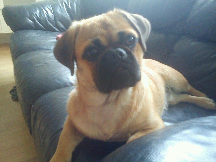 Blanding af racer Baloo - Hej :D billede 1