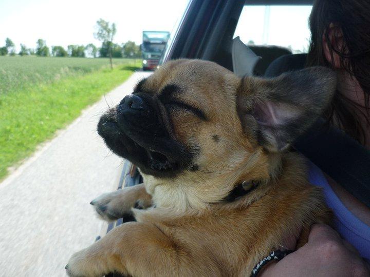 Blanding af racer Baloo - efter en varm tur på stranden, er det nu rart med noget luft ;-) billede 2