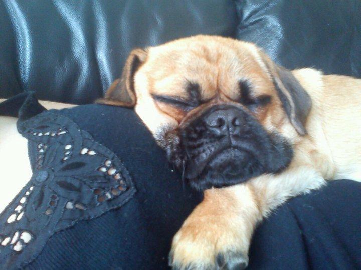 Blanding af racer Baloo - putning med moar er bare hyggeligt <3 billede 4