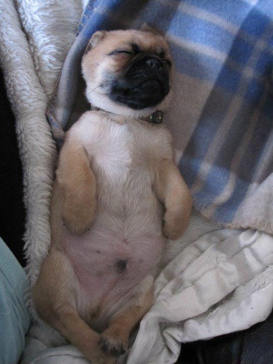 Blanding af racer Baloo - at sove på ryggen det er det bedste jeg ved!  billede 5