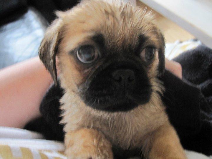 Blanding af racer Baloo - jeg ville se hvad min moar lavede - jeg troede bare ikke det var noget vådt! :-( billede 6