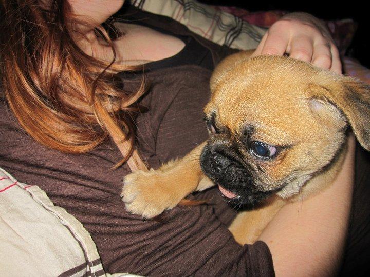 Blanding af racer Baloo - Cille er lidt sjov at lege med :-) billede 7