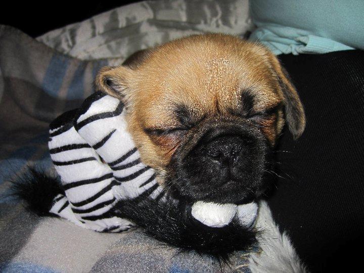 Blanding af racer Baloo - Min yyyyndlings bamse! billede 8