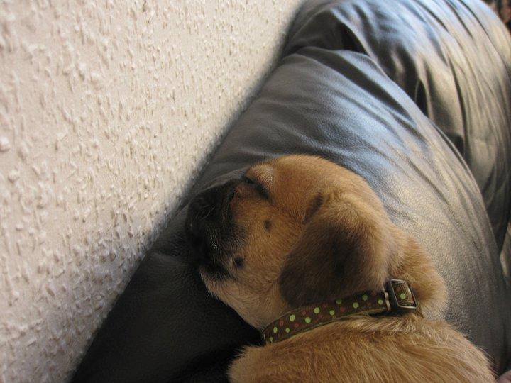 Blanding af racer Baloo - jeg kan sove ALLE steder.  billede 9