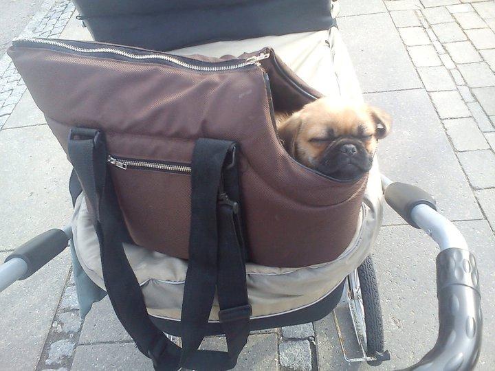 Blanding af racer Baloo - på gåtur med mor og Nille - en meget hård tur!!! :-) billede 10