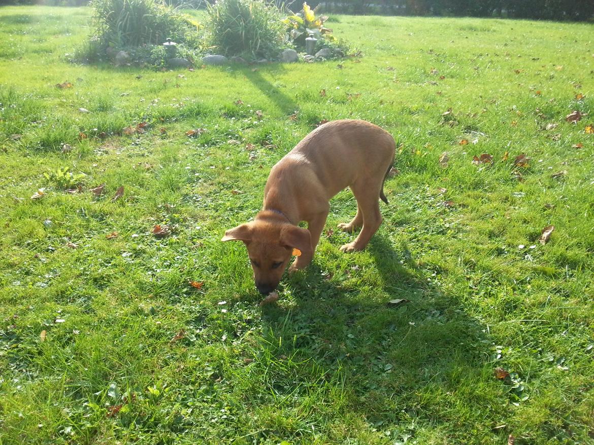 Blanding af racer *ASLAN* billede 1